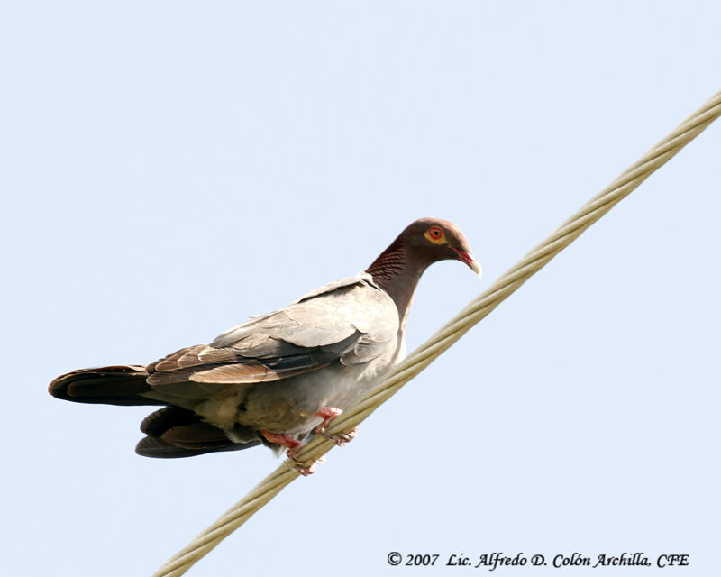 Pigeon à cou rouge