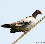 Pigeon à cou rouge