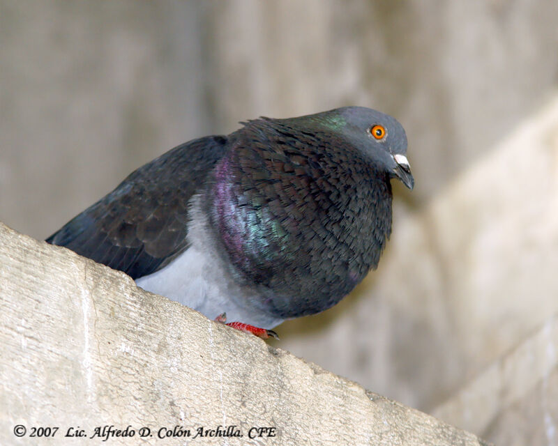 Rock Dove