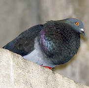 Pigeon biset