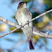 Eastern Wood Pewee