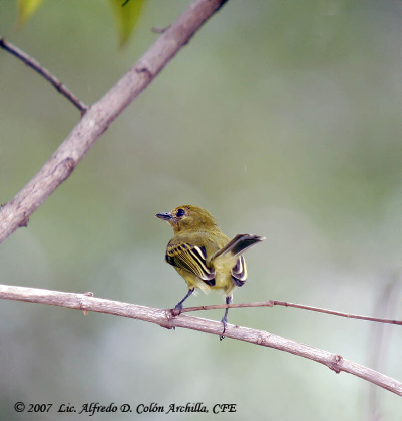 Platyrhynque à poitrine jaune