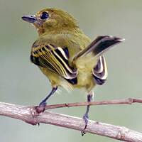 Platyrhynque à poitrine jaune