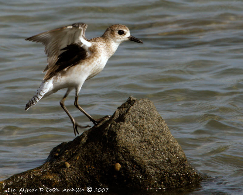 Grey Plover