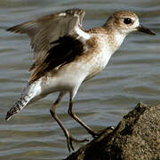 Grey Plover