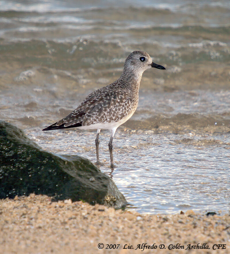 Grey Plover