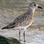 Grey Plover