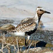 Grey Plover