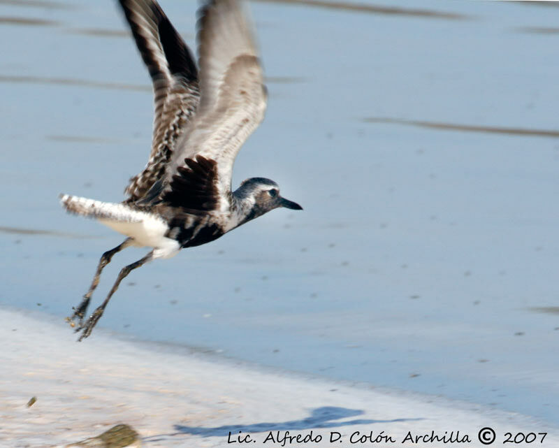 Grey Plover