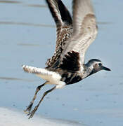 Grey Plover