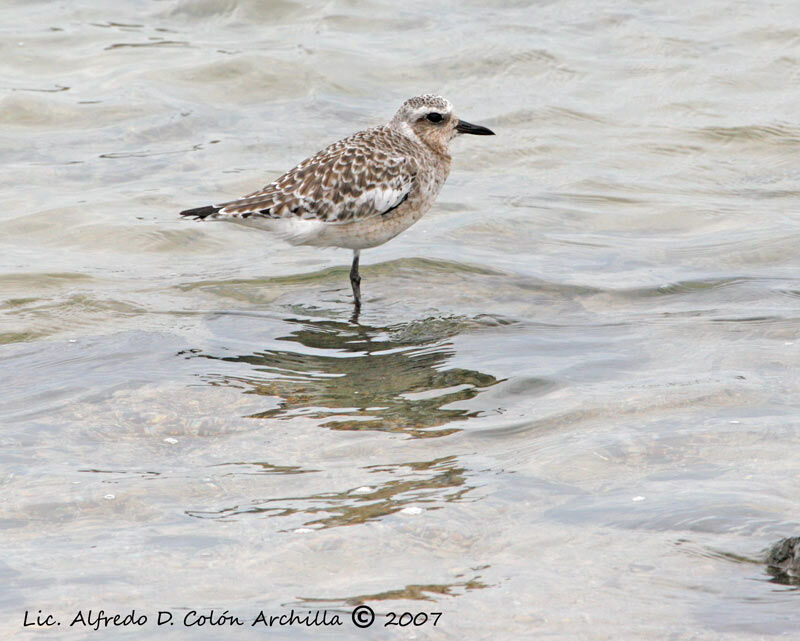 Grey Plover