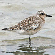 Grey Plover