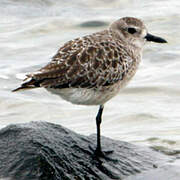 Grey Plover