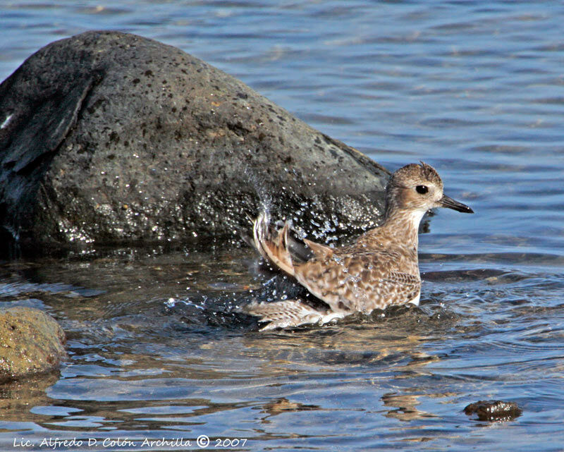 Grey Plover