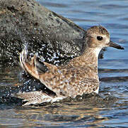 Grey Plover