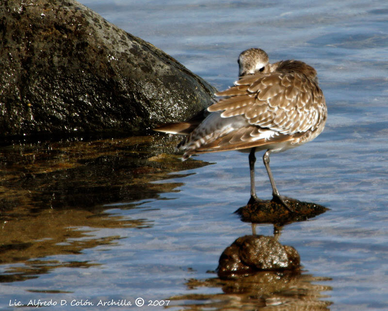 Grey Plover