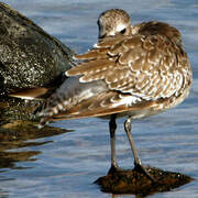 Grey Plover