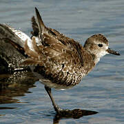 Grey Plover