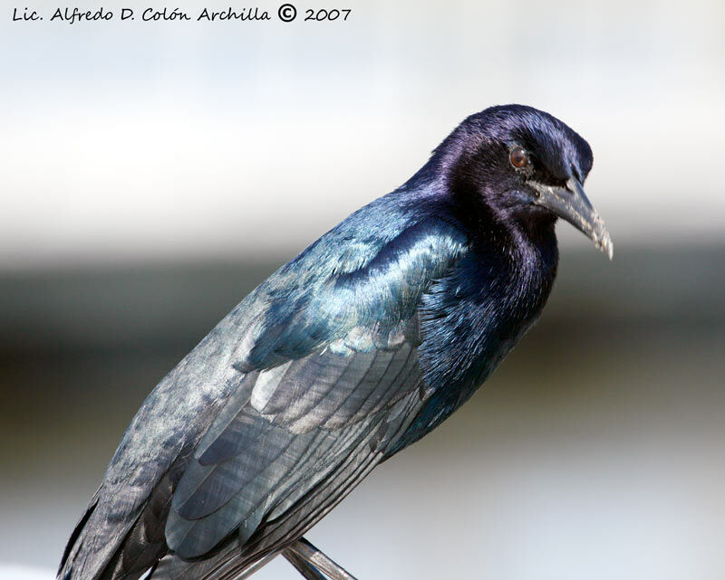 Boat-tailed Grackle male