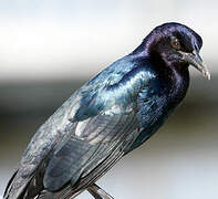 Boat-tailed Grackle