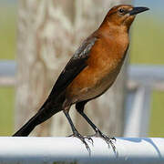 Boat-tailed Grackle