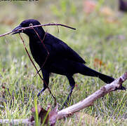 Greater Antillean Grackle