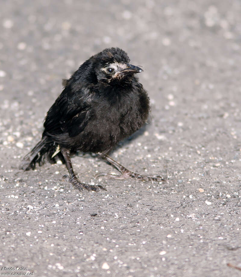 Greater Antillean GracklePoussin, aspect