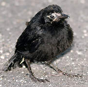 Greater Antillean Grackle