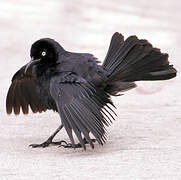 Greater Antillean Grackle