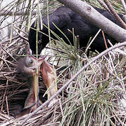 Greater Antillean Grackle