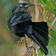 Greater Antillean Grackle