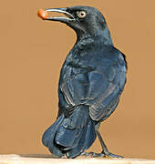 Greater Antillean Grackle