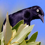 Greater Antillean Grackle