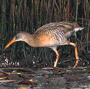 Râle gris