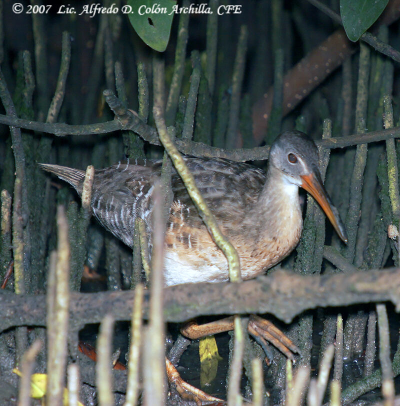 Mangrove Rail