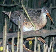 Mangrove Rail