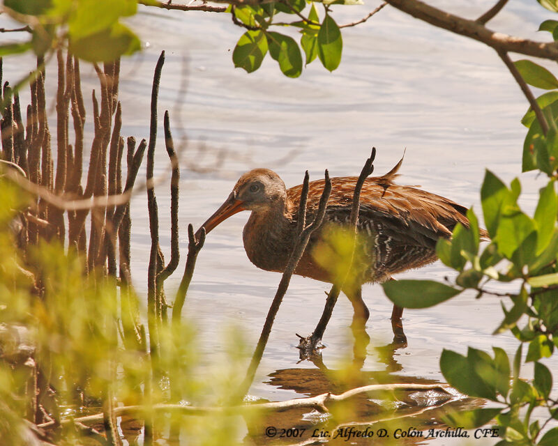 Mangrove Rail