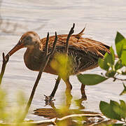 Mangrove Rail