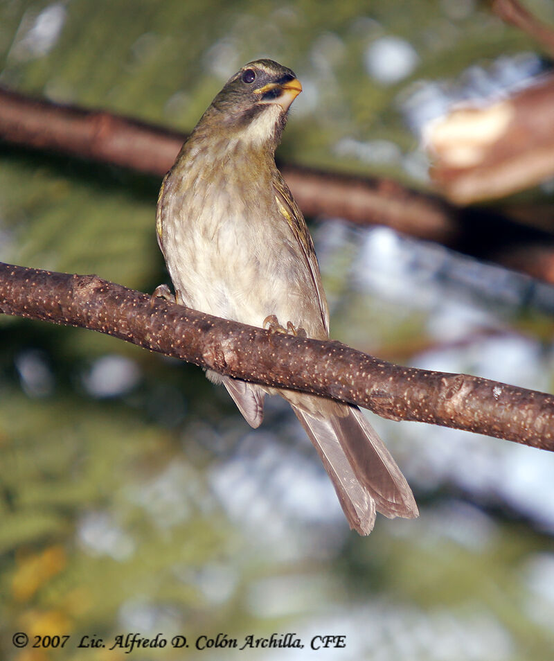 Saltator gros-bec