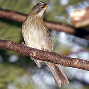 Lesser Antillean Saltator