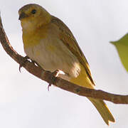 Saffron Finch