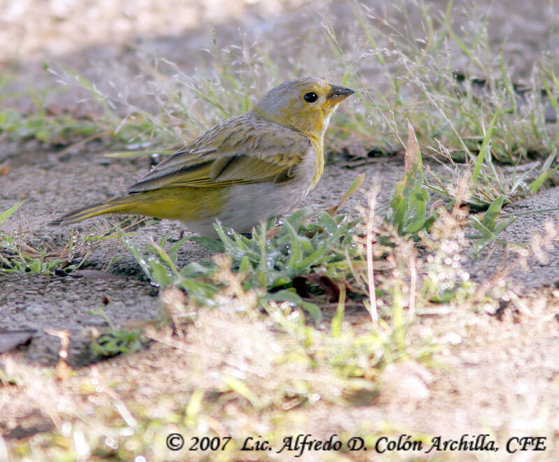 Saffron Finch