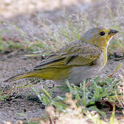 Saffron Finch