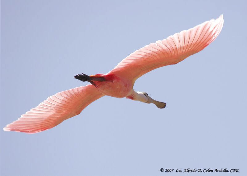 Roseate Spoonbill