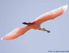 Roseate Spoonbill