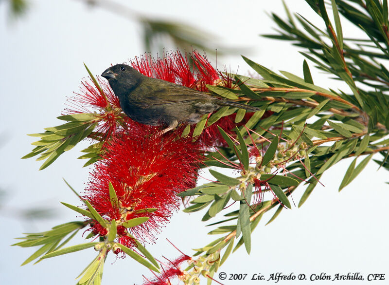 Black-faced Grassquit