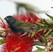 Black-faced Grassquit