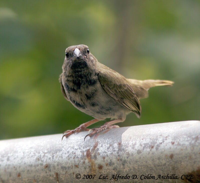 Black-faced Grassquit