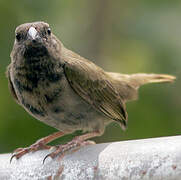 Black-faced Grassquit