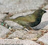 Black-faced Grassquit